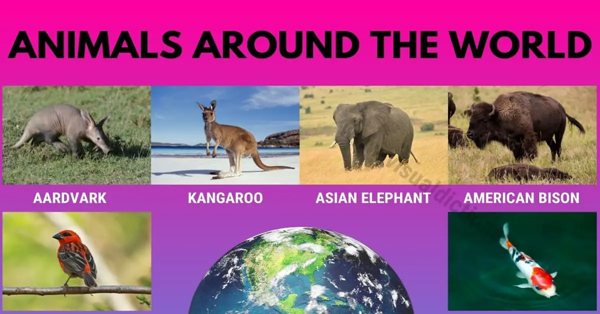 Animals around the World