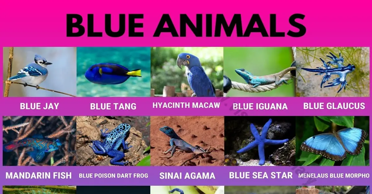 Blue Animals: Names of 25 Strange Blue Animals in the World - Visual  Dictionary