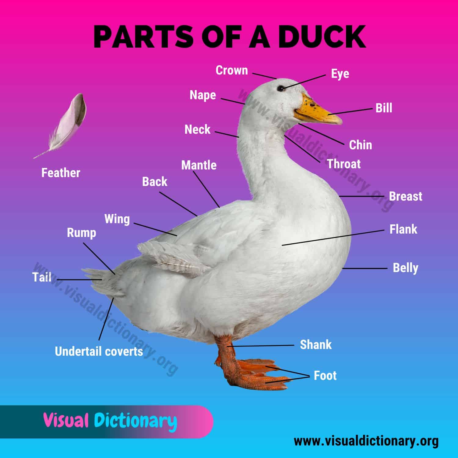 Duck Anatomy: Parts of a Duck