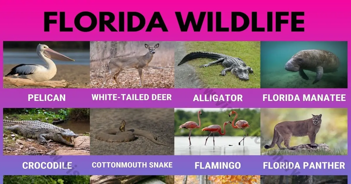 Florida Wildlife: List of 20 Animals That Live In Florida with Interesting  Facts - Visual Dictionary