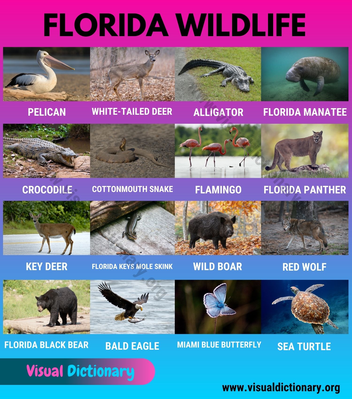 Florida Wildlife: List of 20 Animals That Live In Florida with Interesting  Facts - Visual Dictionary