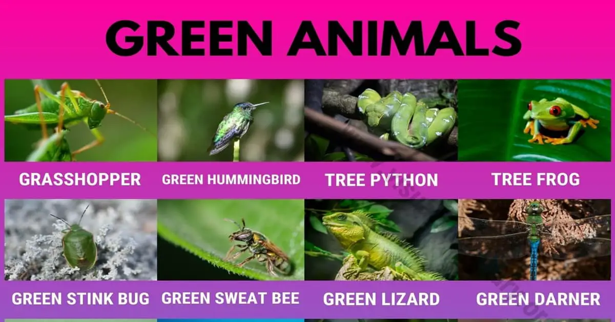 Green Animals: 20 Amazing Green Animals in the World - Visual Dictionary