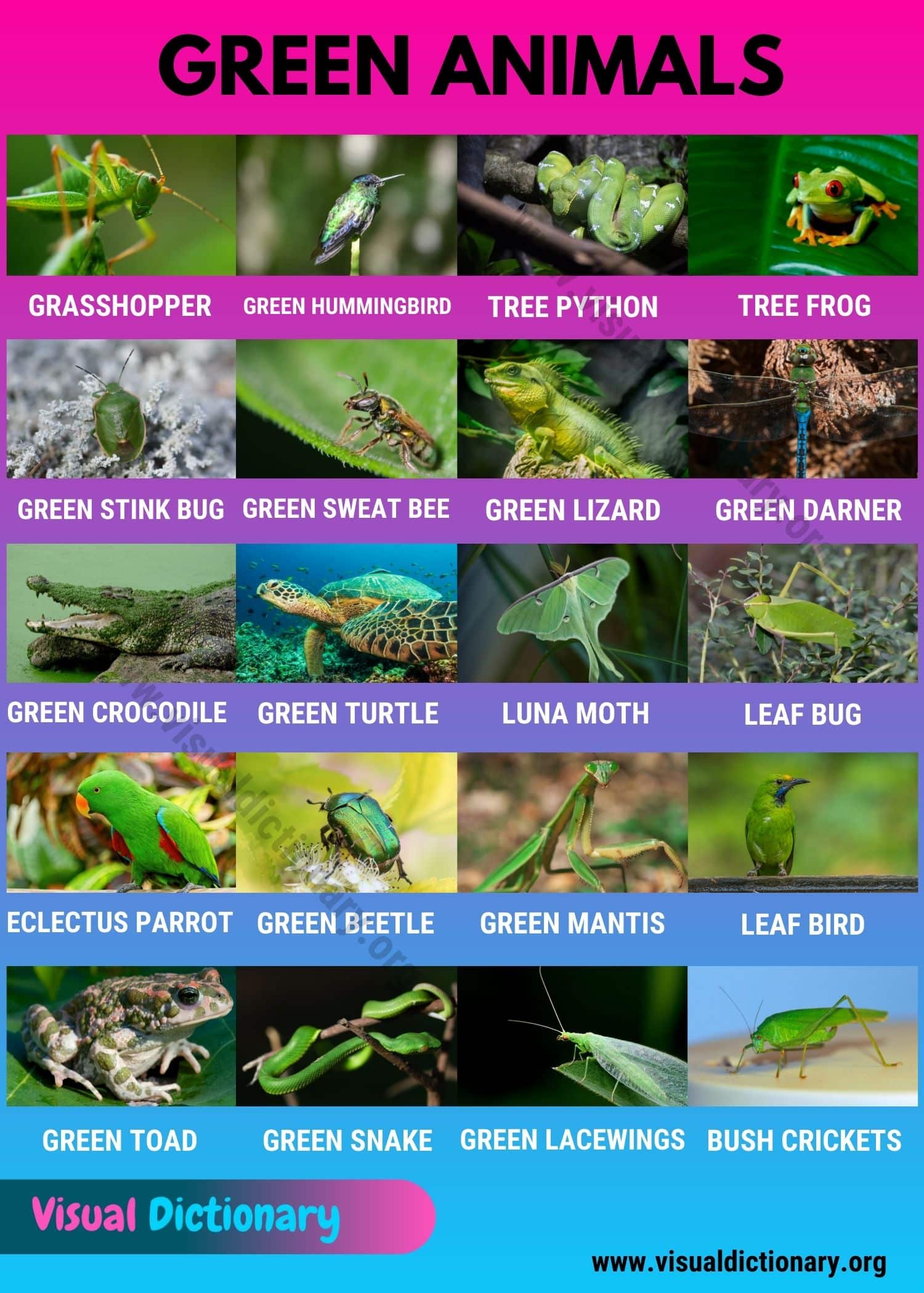 Green Animals: 20 Amazing Green Animals in the World - Visual Dictionary