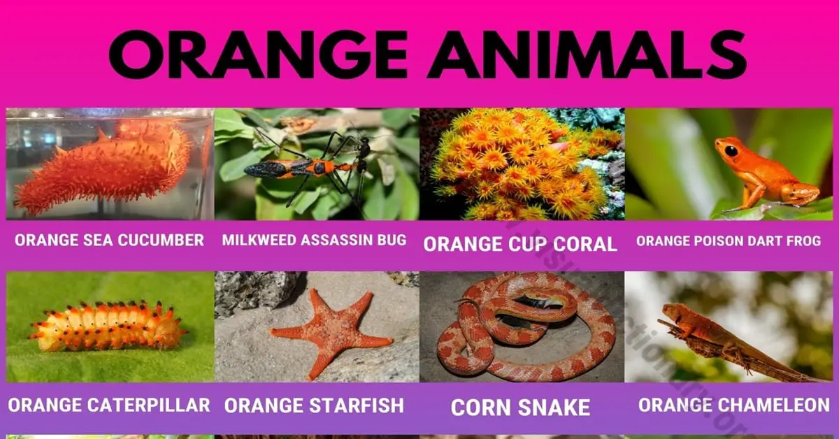 Orange Animals: 20 Interesting Orange Animals in the World - Visual  Dictionary