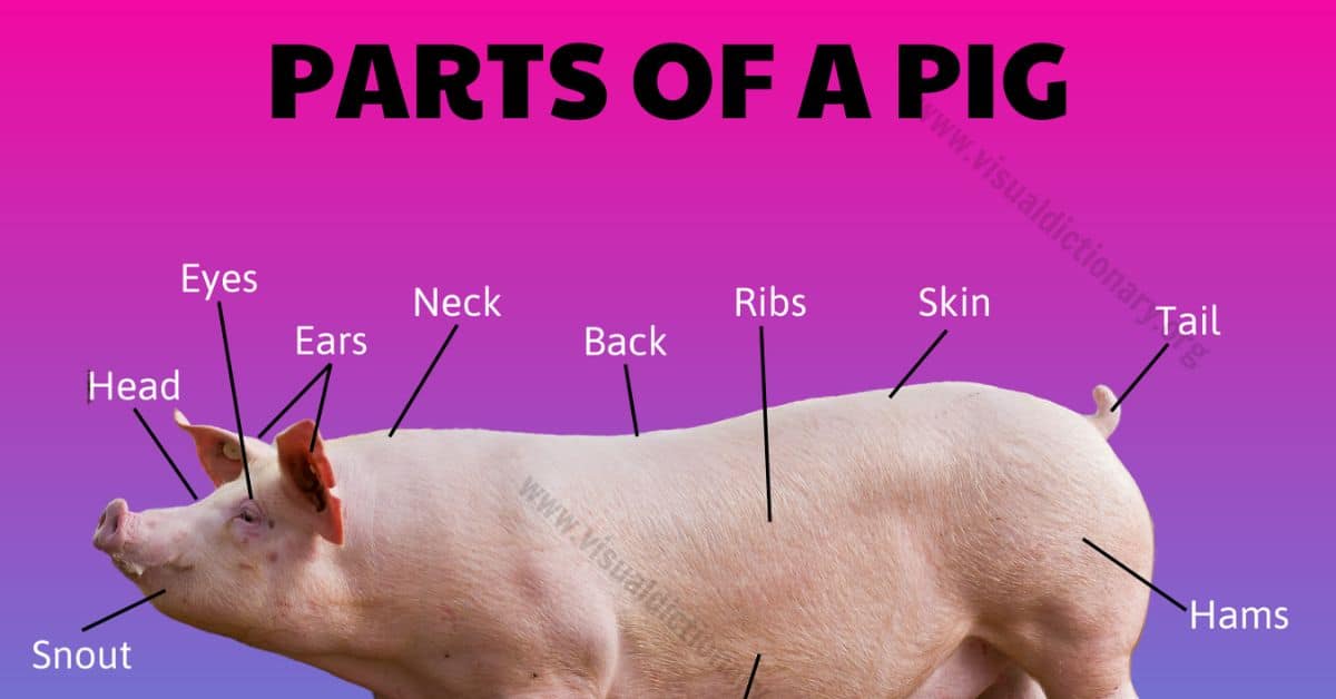 Pig Anatomy: External Parts of a Pig