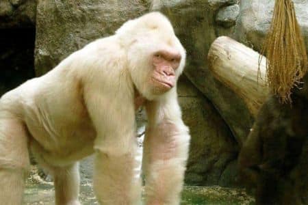 Albino Gorilla