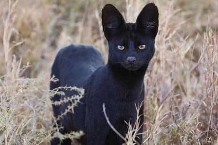 Black Serval Cat