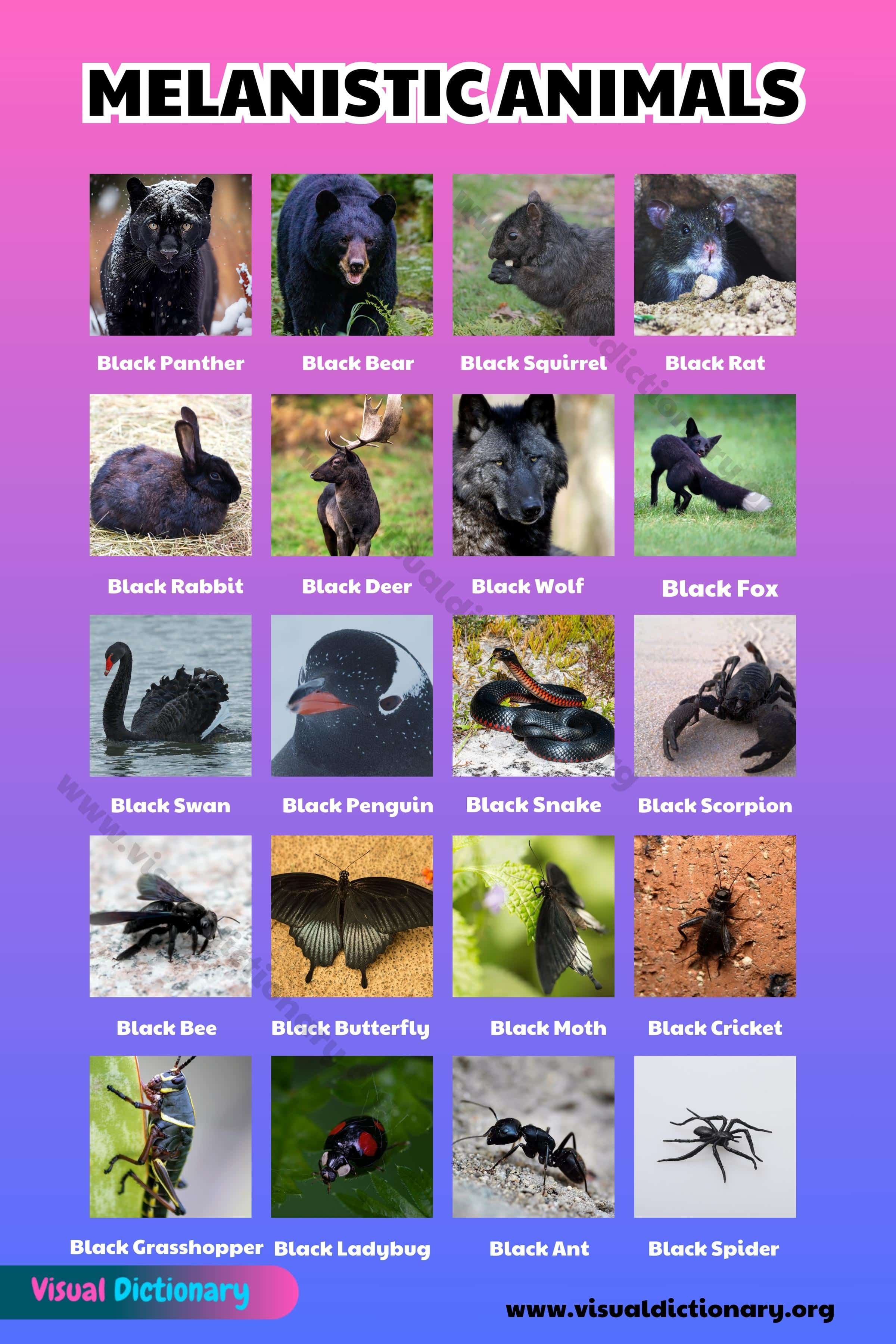 Melanistic Animals: 29 Names of Melanistic Animals in the Animal Kingdom