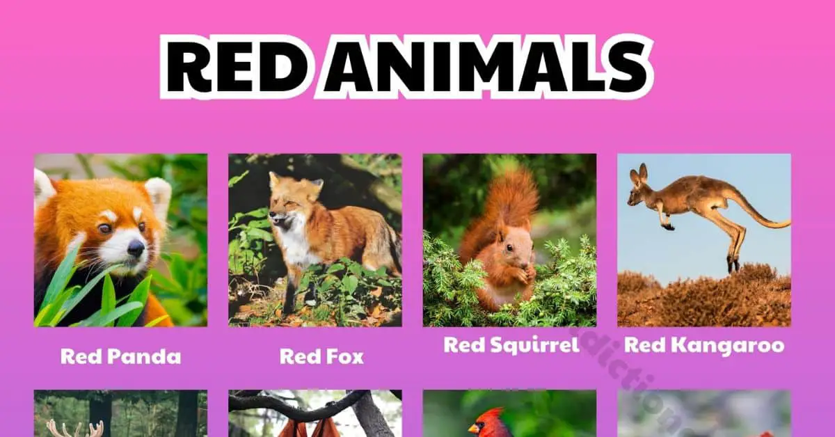 Red Animals: 25 Most Vibrant Creatures in the World