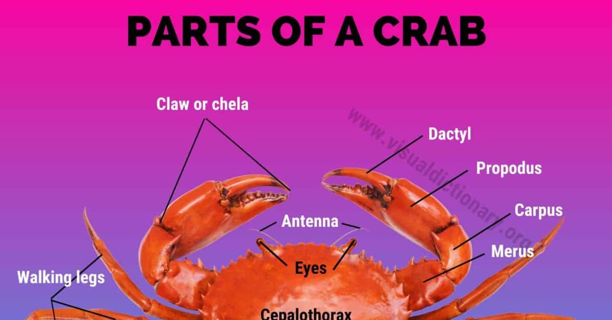 Crab Anatomy: External Parts of a Crab