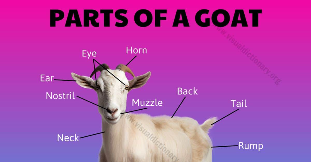 Goat Anatomy: Get to Know the Quirky Parts of a Goat