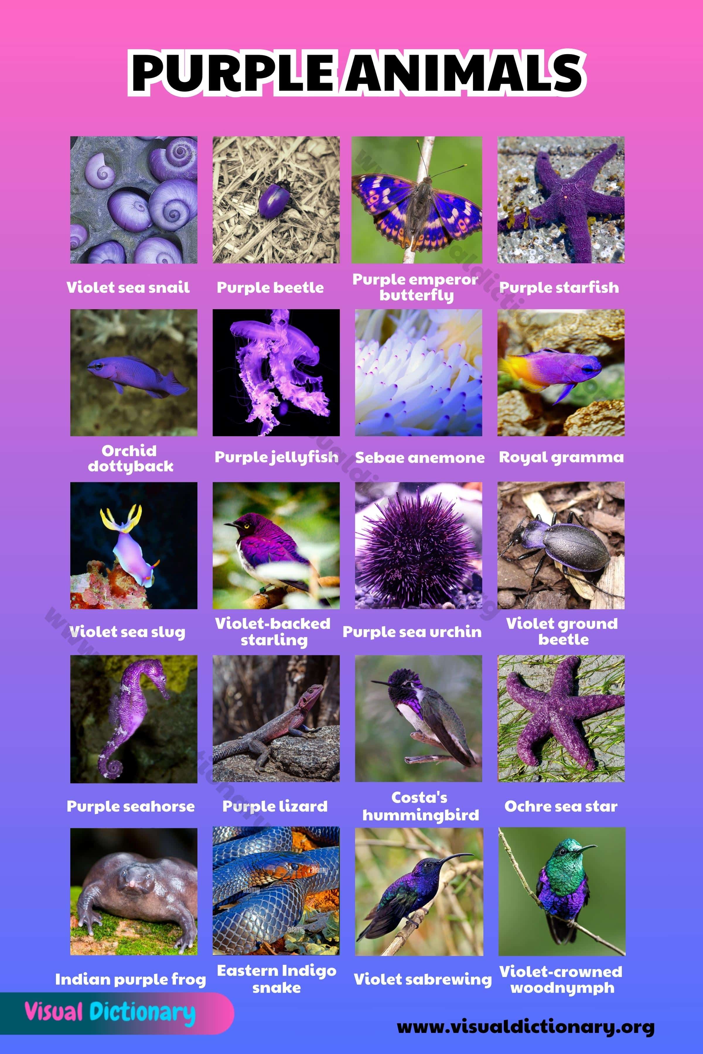 List of Purple Animals: 23 Most Unusual and Beautiful Creatures in the World