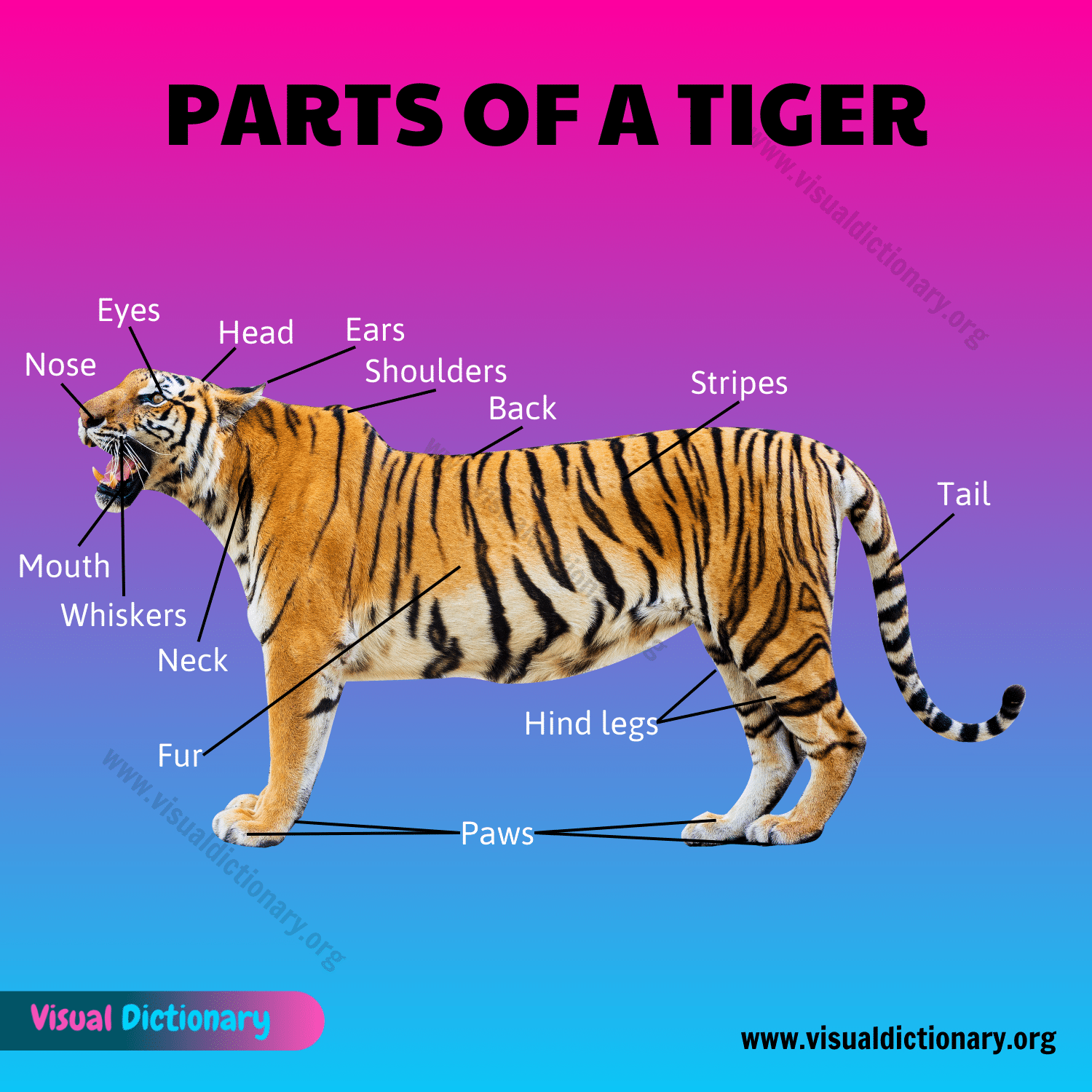 Tiger Anatomy: Fascinating Parts of a Tiger
